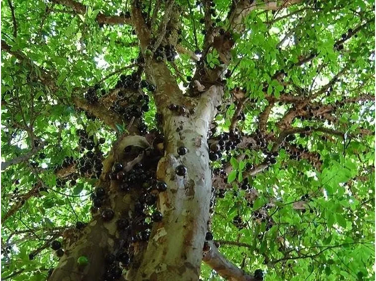 Risposta : vite senza uva