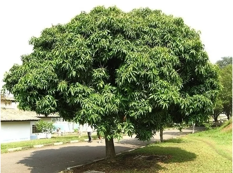 Risposta : zucchina gialla