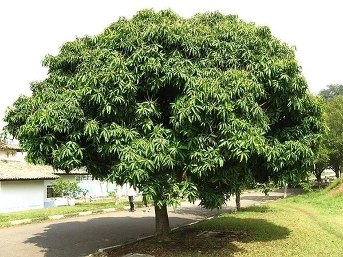 Risposta : zucchina gialla