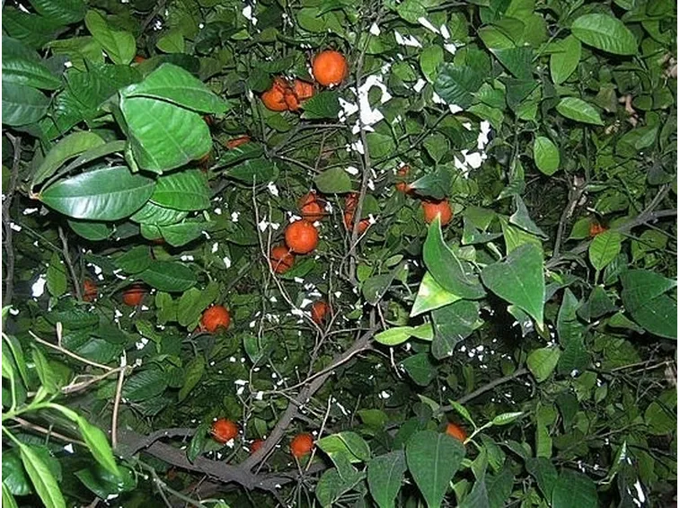 ROSA GRANDI FIORI
Caribia