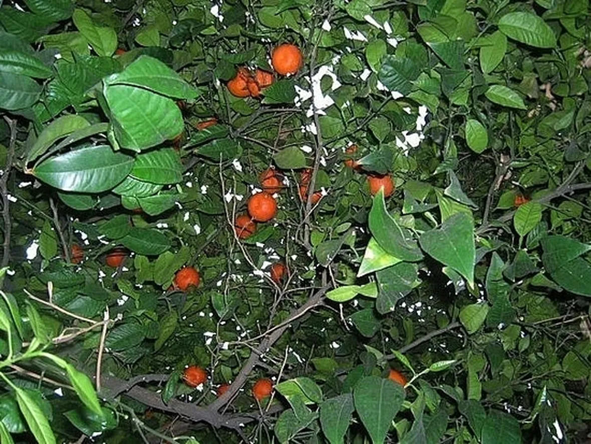 ROSA GRANDI FIORI
Caribia