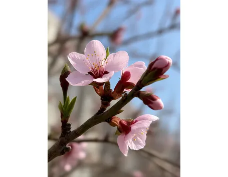 significato fiori di pesco 
