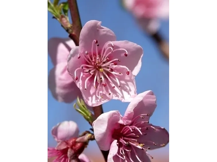 significato fiori di pesco 
