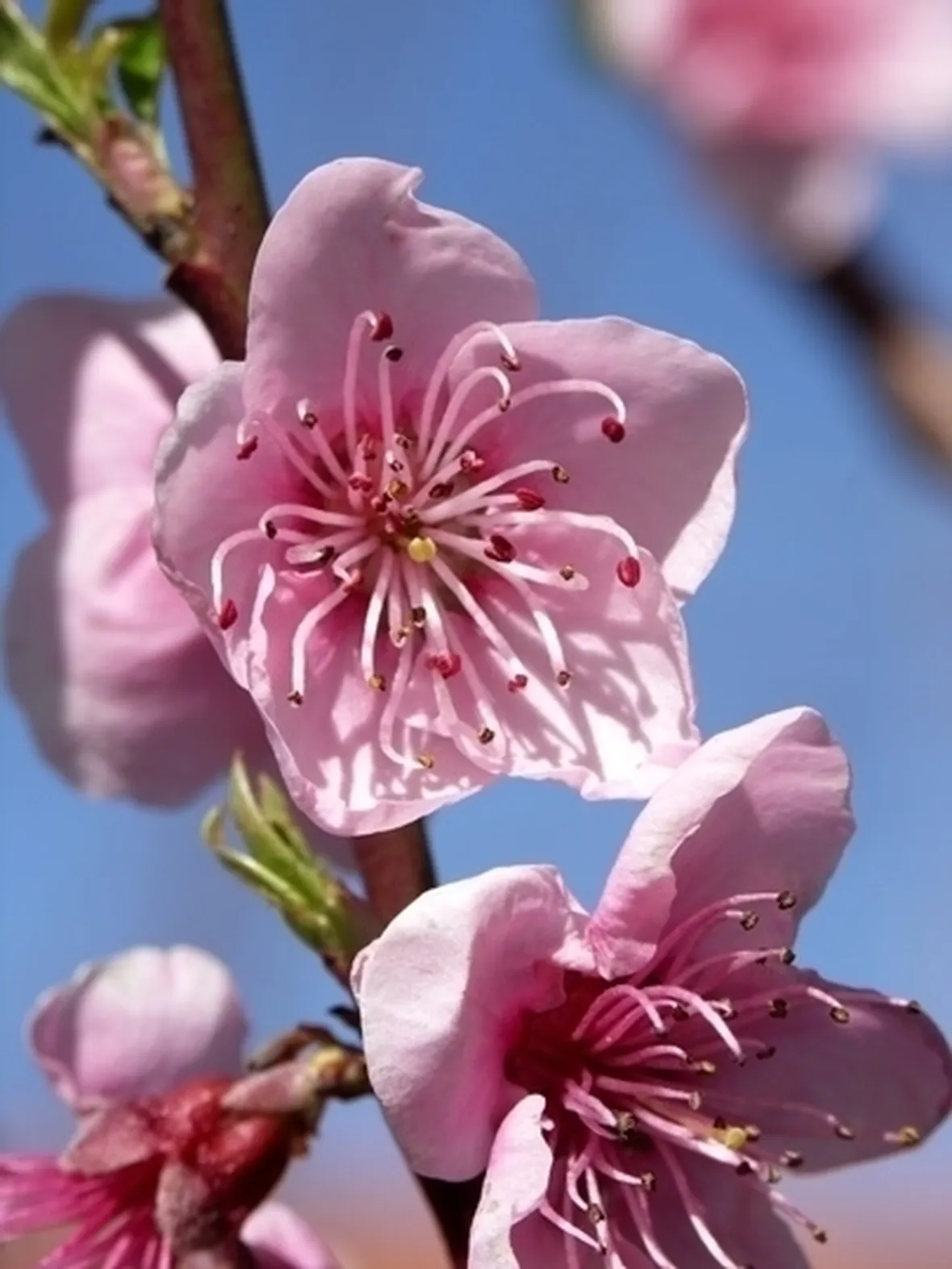 significato fiori di pesco 