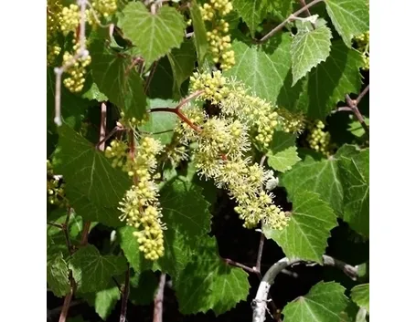Sintomi attacco peronospora sulle foglie della vite