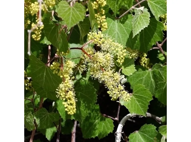Sintomi attacco peronospora sulle foglie della vite