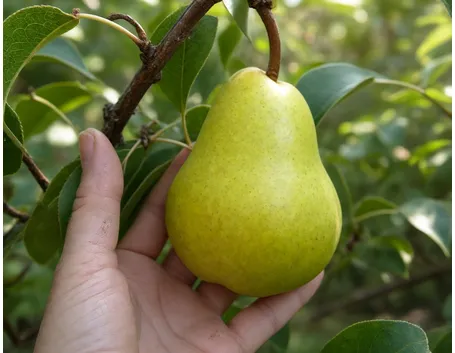 Usi del peperone