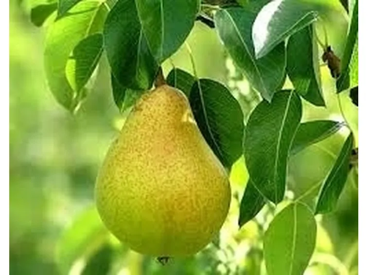 Usi del peperone