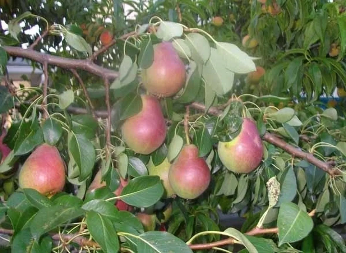 Varietà peperoni