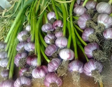 Aglio di vessalico
