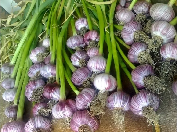 Aglio di vessalico
