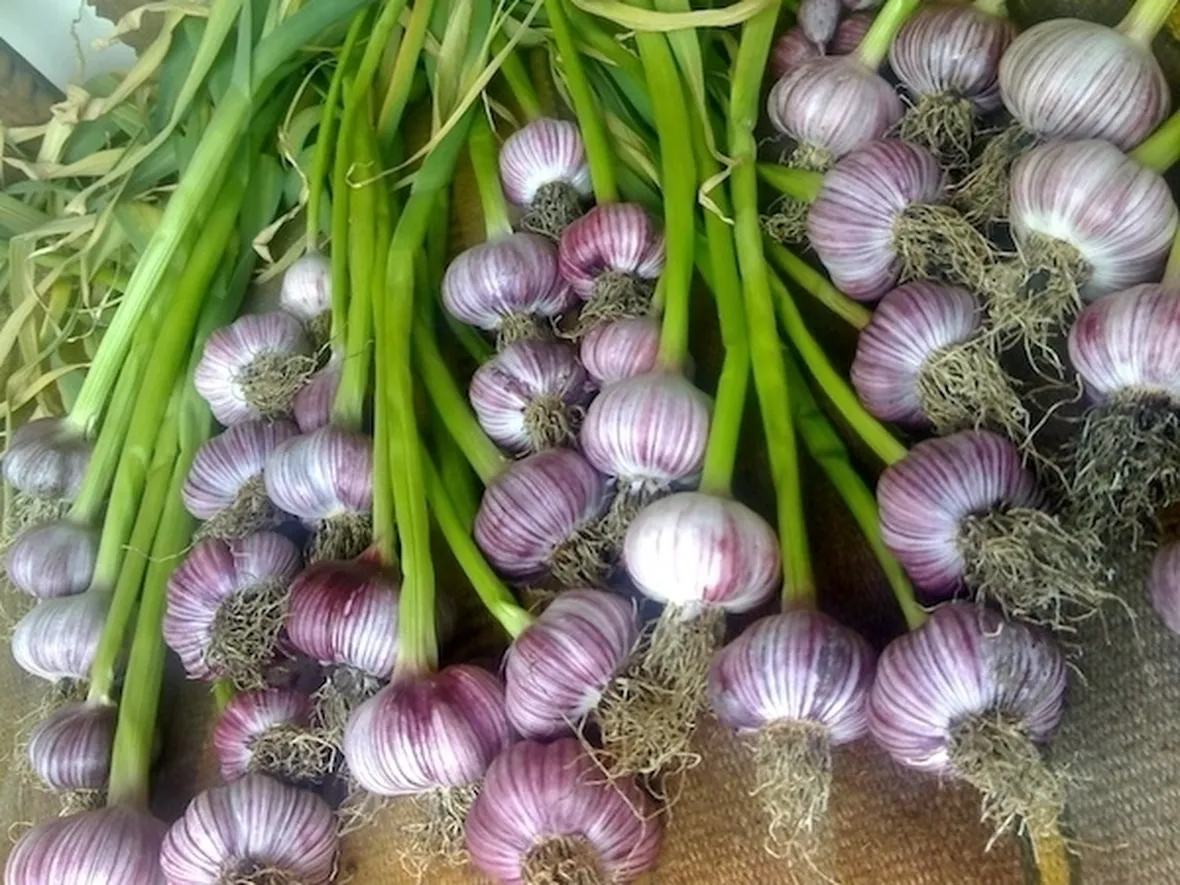Aglio di vessalico
