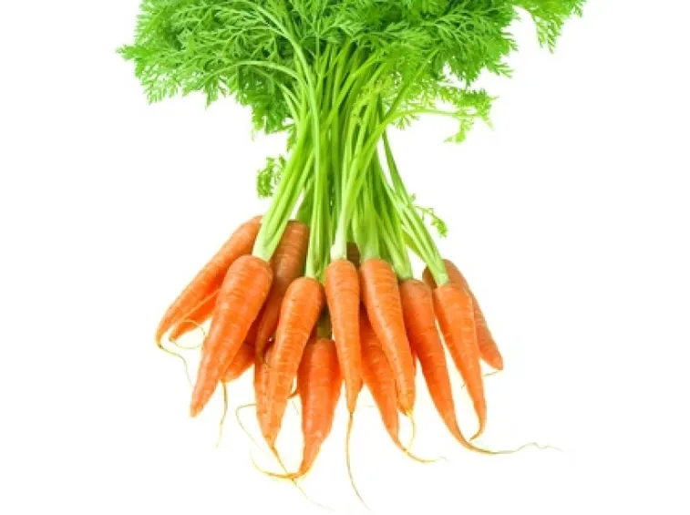 Carota-10