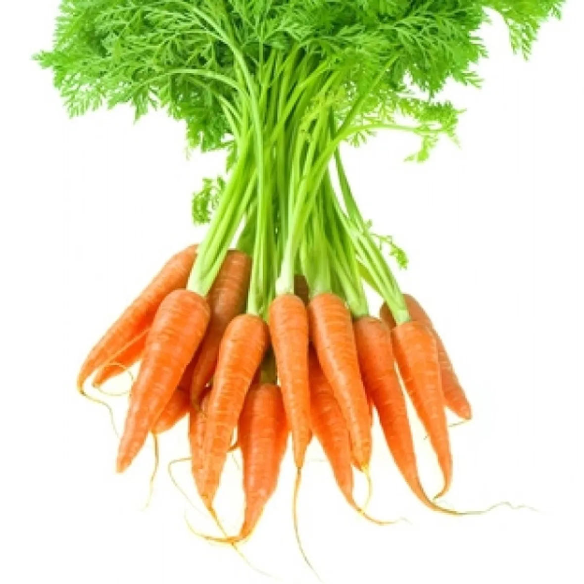 Carota-10