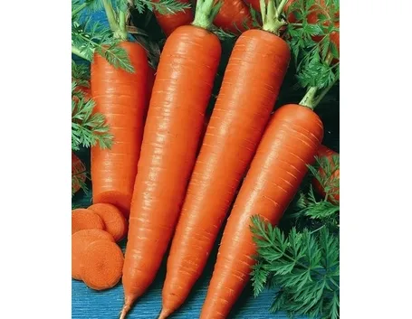 Carota-11