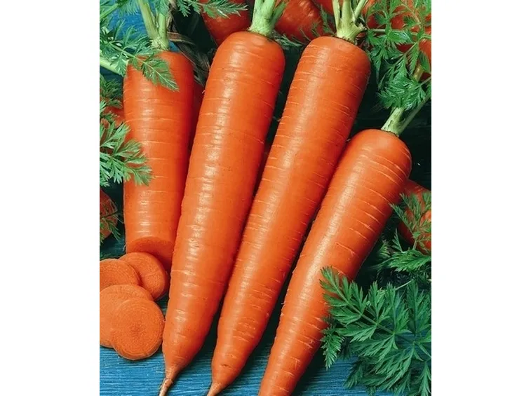 Carota-11