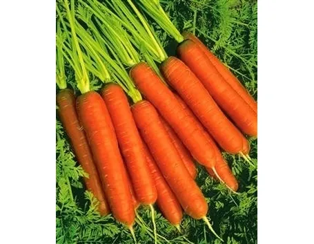 Carota-16