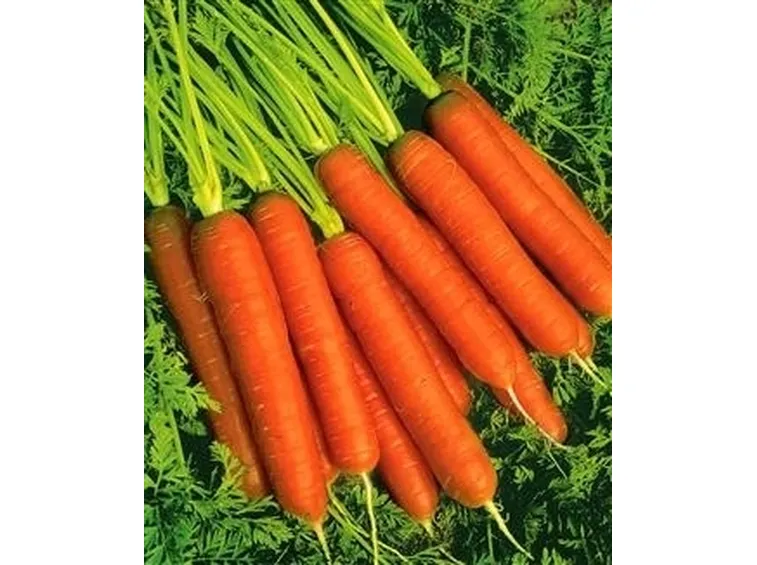 Carota-16