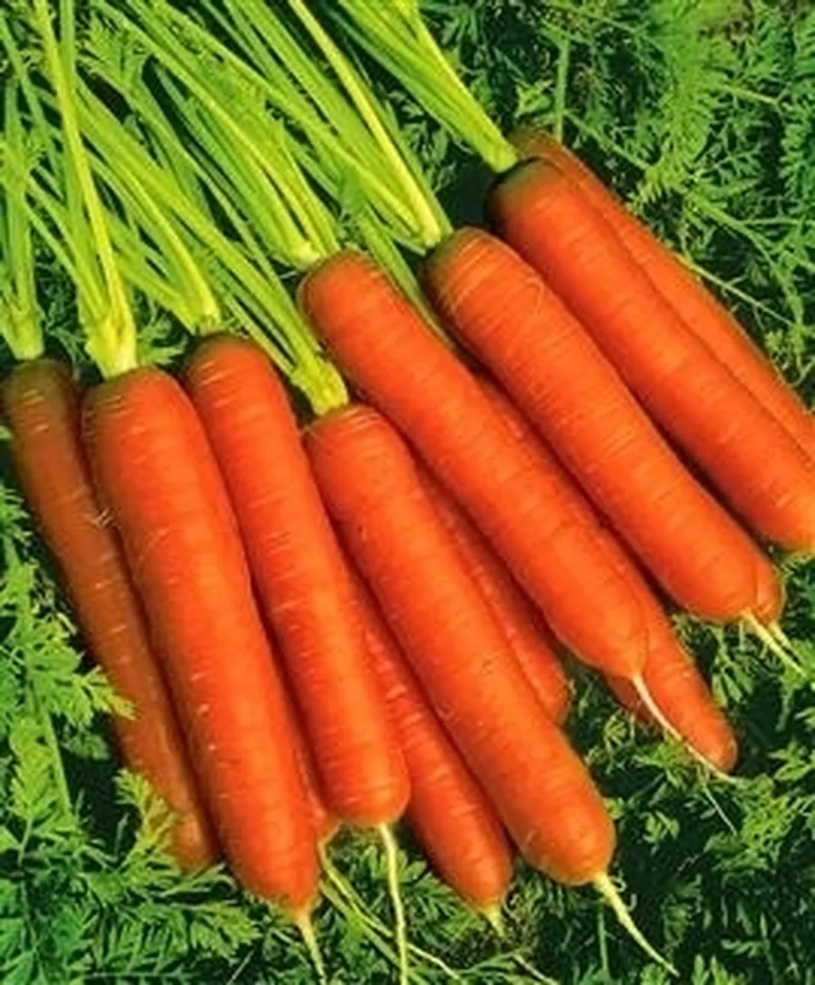 Carota-16