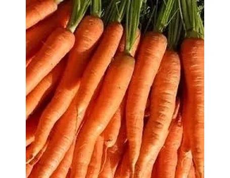 Carota-17