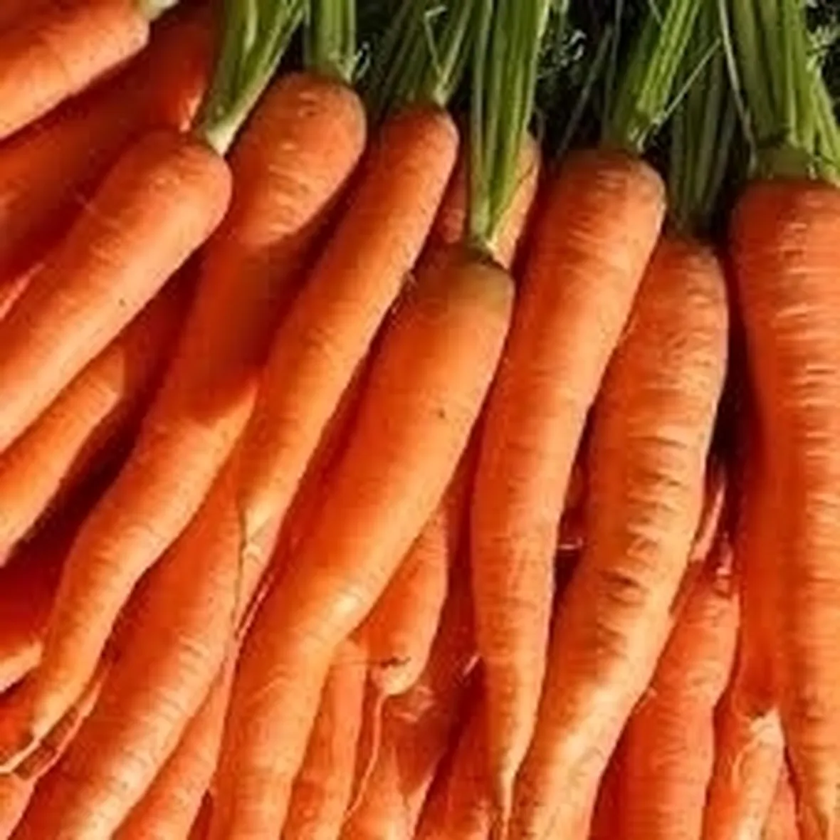 Carota-17