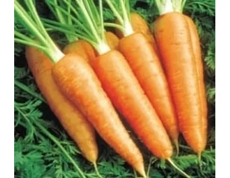 Carota-18