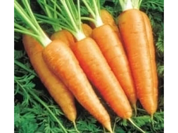 Carota-18