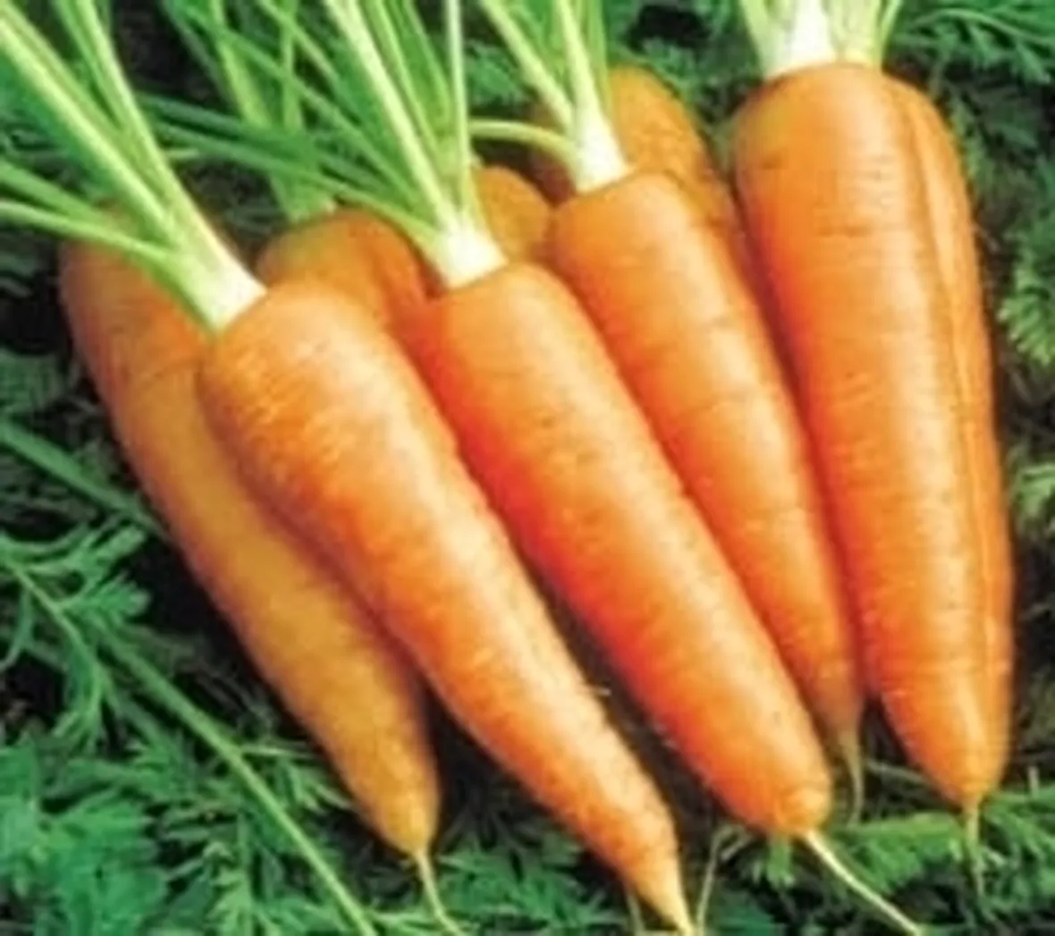 Carota-18