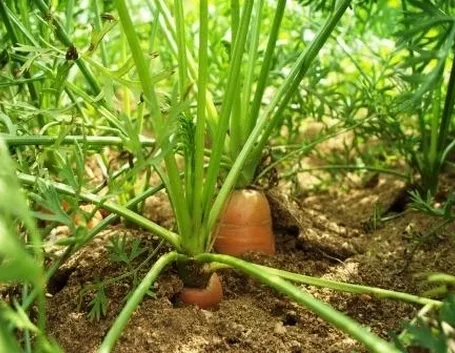 Carota-19