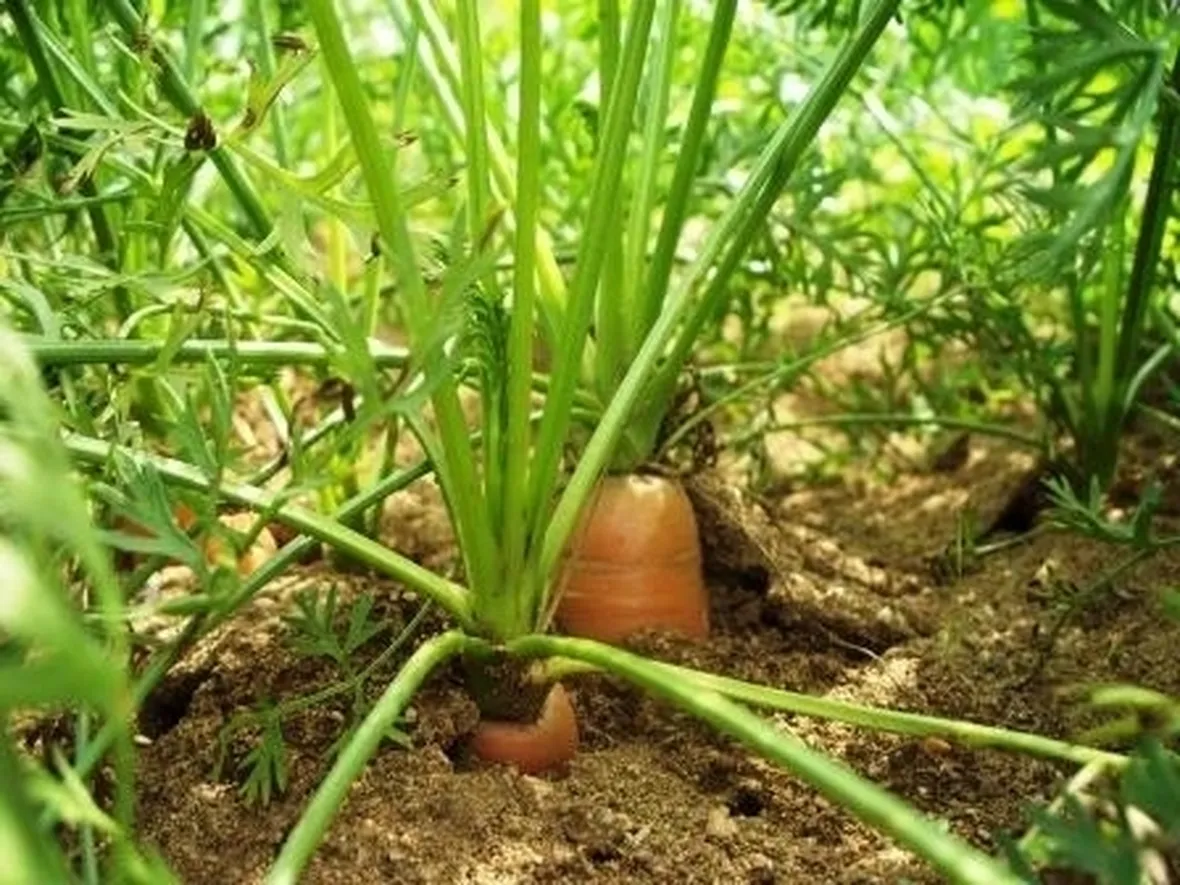 Carota-19
