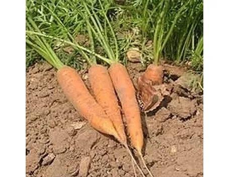 Carota-20