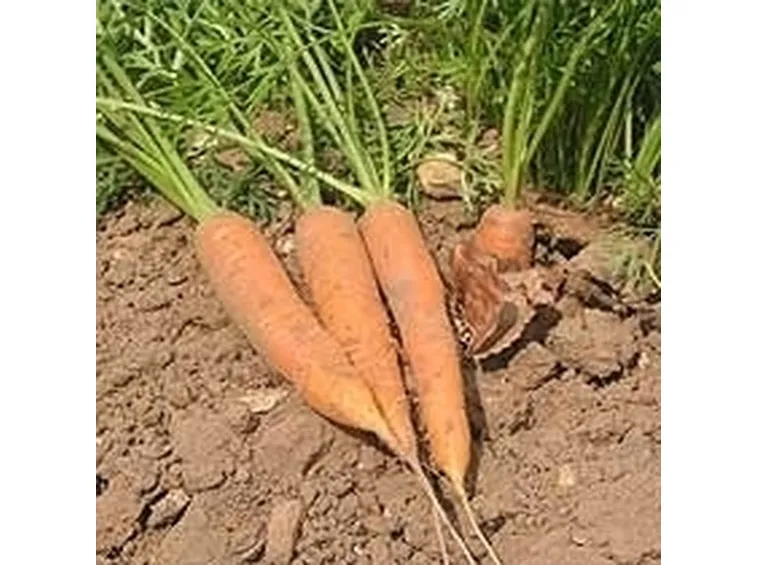 Carota-21