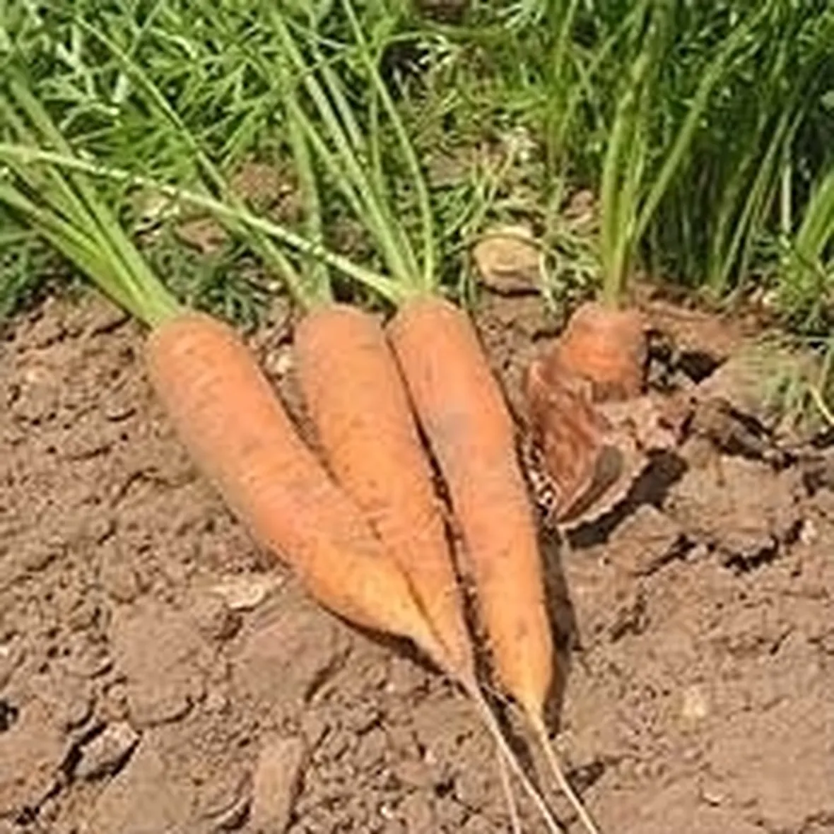 Carota-21