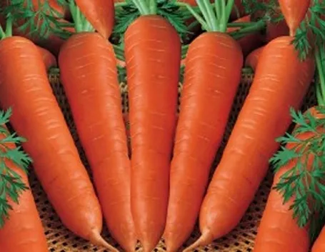 Carota-24