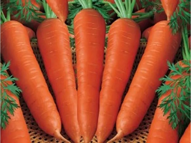 Carota-24