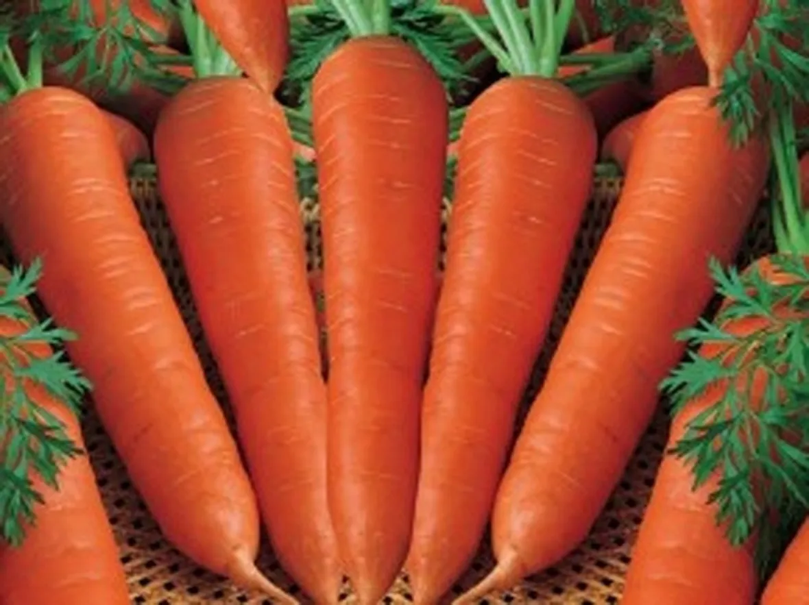 Carota-24