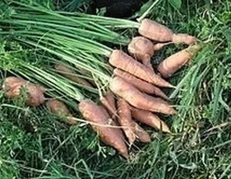 Carota-27
