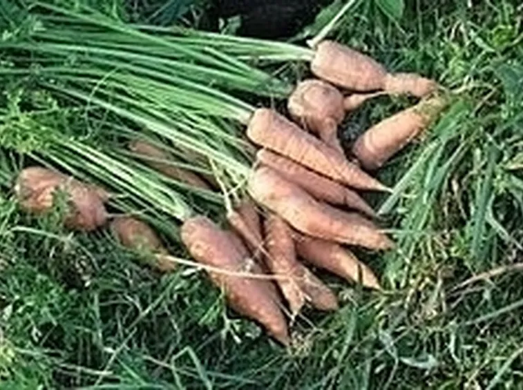 Carota-27