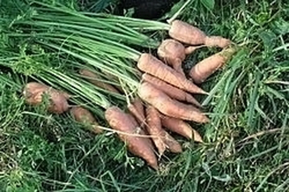 Carota-27
