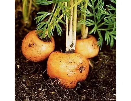 Carota-29