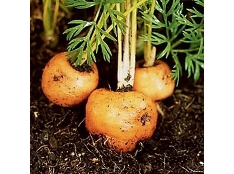 Carota-29