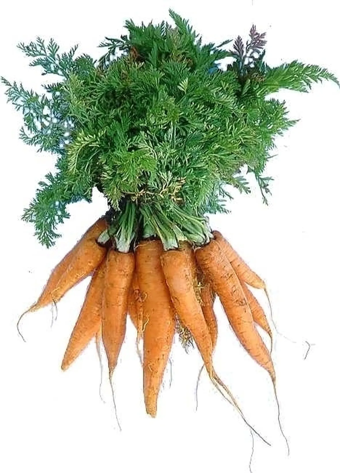 Carota-4
