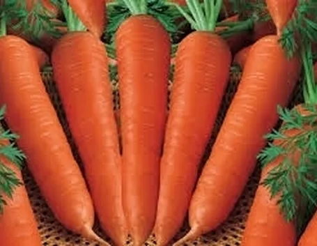 Carota-7