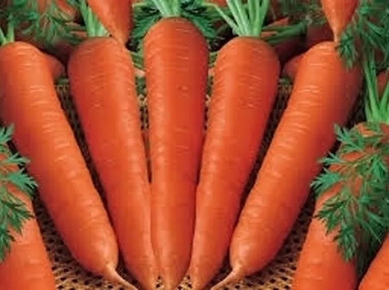 Carota-7