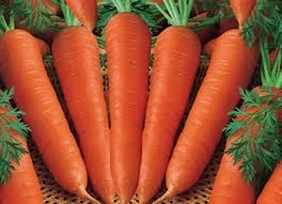 Carota-7