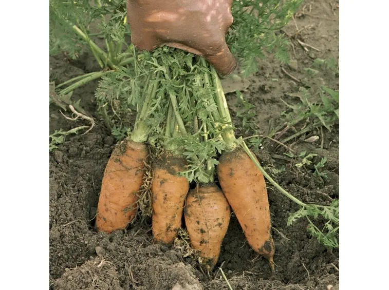 Carota-9