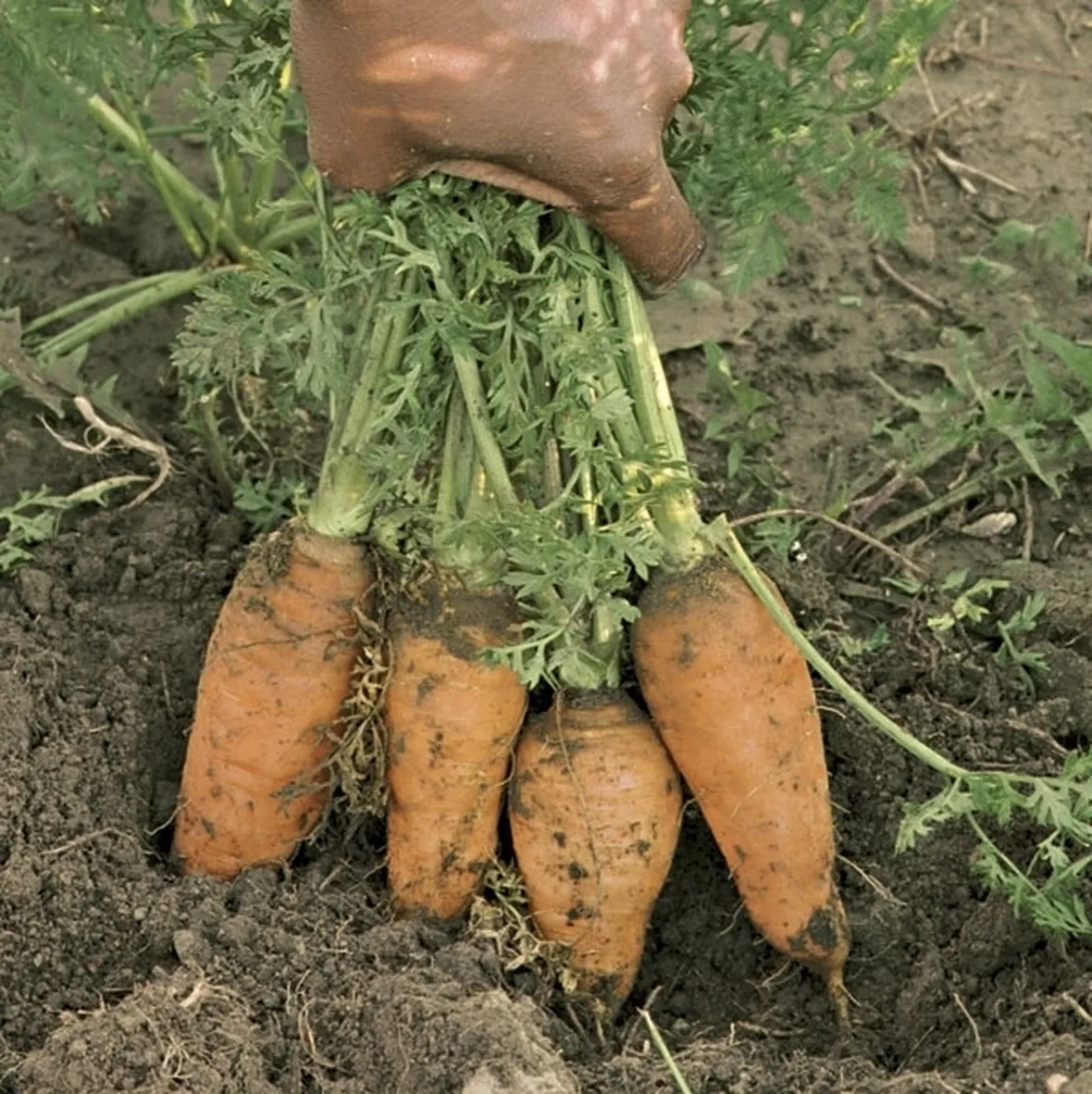 Carota-9