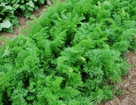 Carota