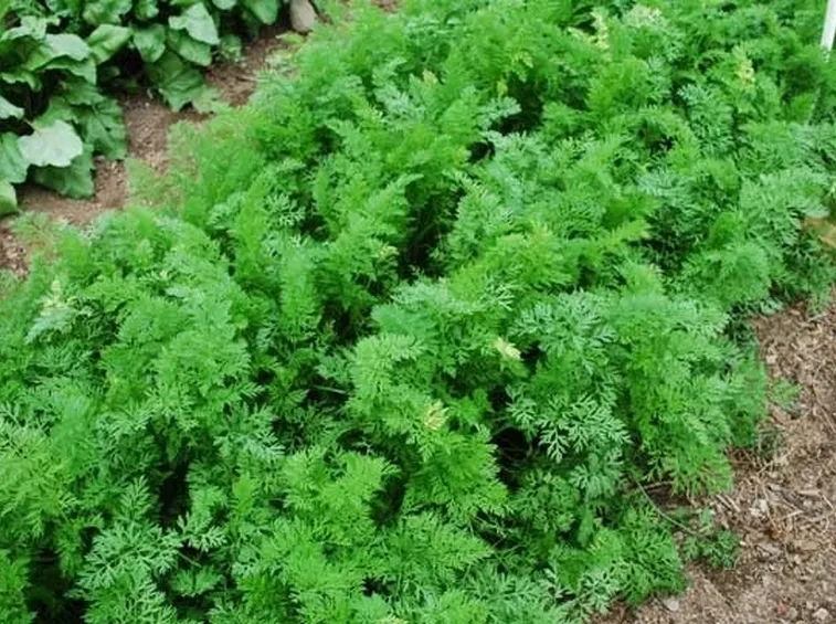 Carota