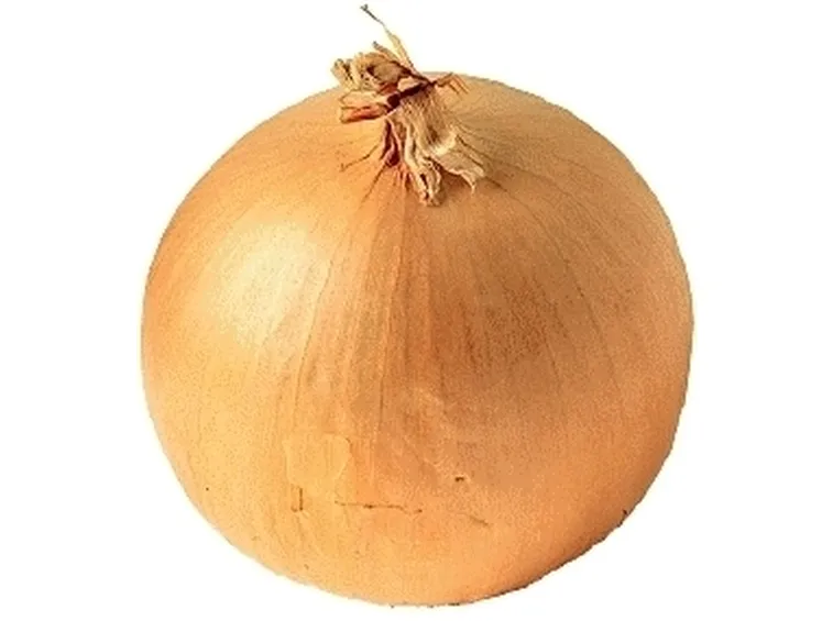 Cipolla-29